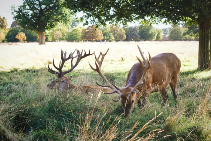 Two deer grazing in Bushy Park, one of our favourite green spaces in London that's free to visit.