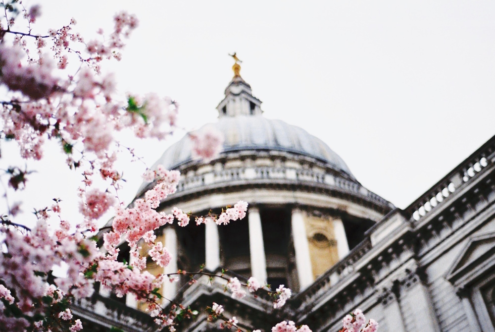 St Paul's Cathedral and a cherry blossom tree - the perfect picture of spring in London.